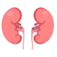 Kidney