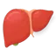 Liver