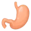 Gut Health