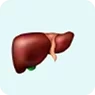 Liver