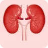 Kidney