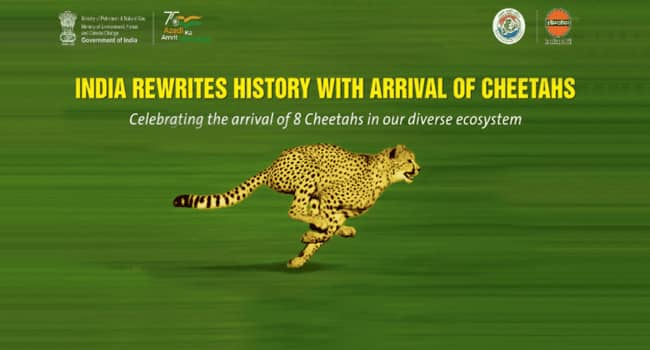Cheetah Banner