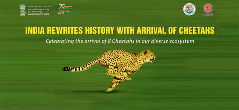 Cheetah Banner