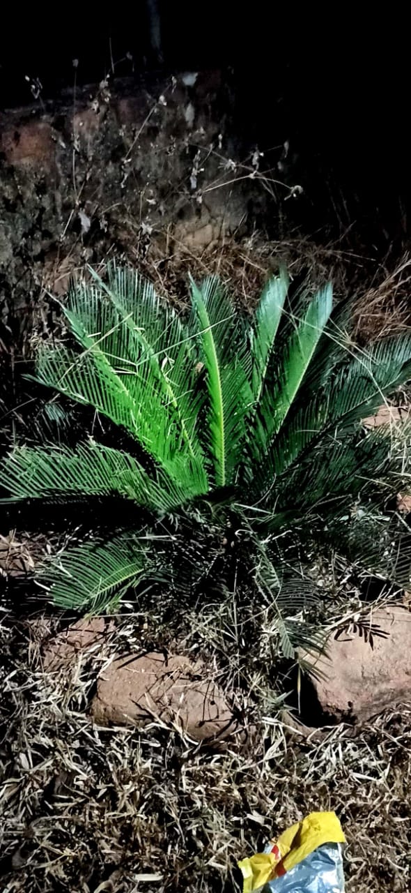 Hindustan Petroleum Corporation Limited - Pandki, West Singhbhum